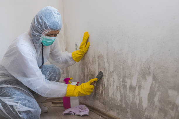 Best White Mold Remediation in Newpt, OR